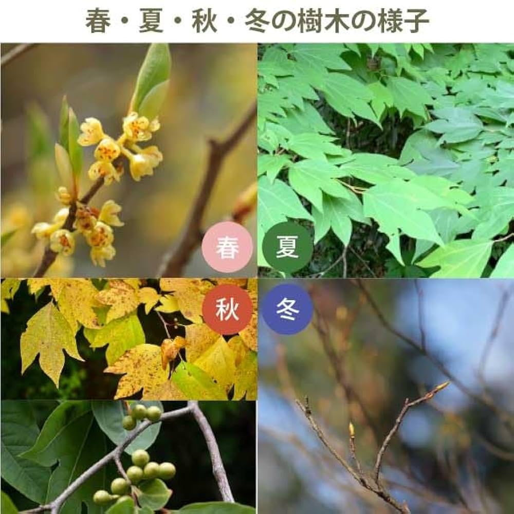 Amazon.co.jp: ［生産者直送］シロモジ 樹高約1.3m 落葉樹 紅葉